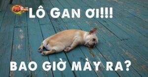 Phương pháp nhận biết lô gan miền Bắc hiệu quả